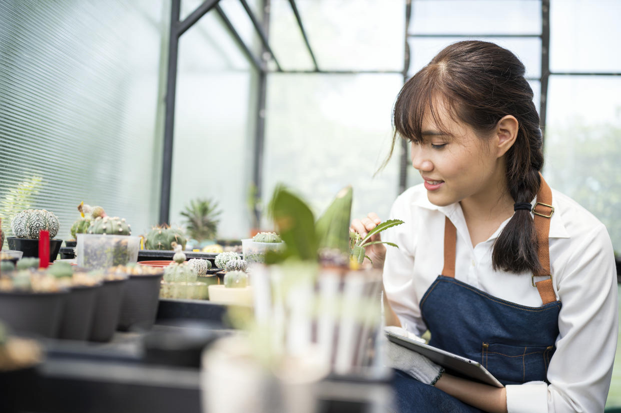 Asian Female Cactus garden Owner checking, nursery and accept customer order online in the nursery greenhouse.