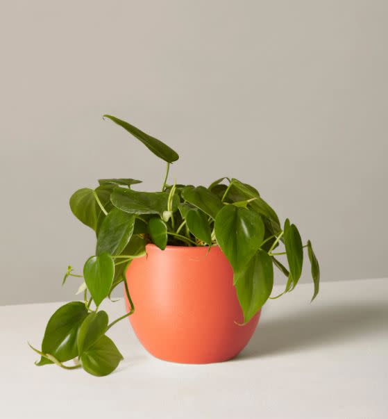 Find this Philodendron plant and clay planter for $38 at <a href="https://fave.co/30wZJLN" target="_blank" rel="noopener noreferrer">The Sill.</a>