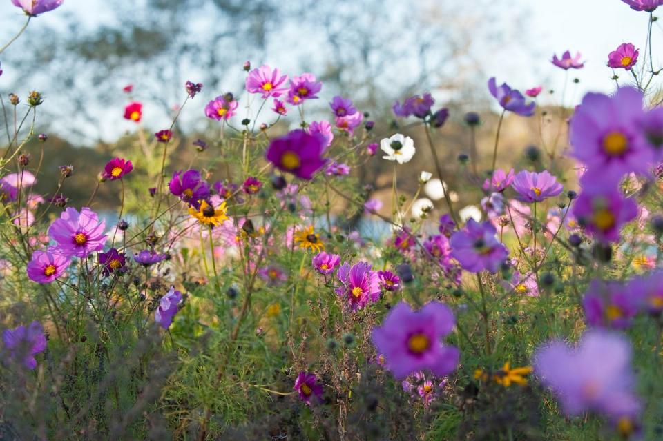 Cosmos (Cosmos sulphureus)