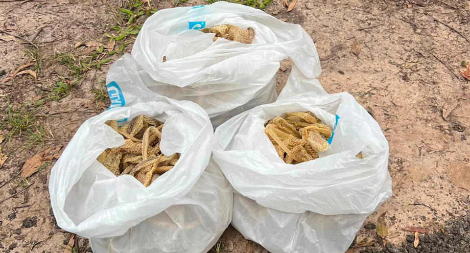 The snake skins filled three bags, while there were more left behind. Source: Snake Catcher Noosa 24/7 Luke the Snake Catcher