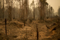 Charred trees stand in an area destroyed by wildfires in Santa Ana, Chile, Saturday, Feb. 4, 2023. Forest fires are spreading in southern and central Chile, triggering evacuations and the declaration of a state of emergency in some regions. (AP Photo/Matias Delacroix)