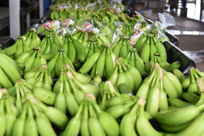 Ivory Coast and is second to Cameroon as Africa's biggest exporter of the fruit (AFP Photo/Issouf Sanogo )