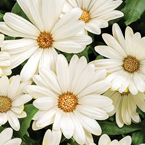 4.25 in. Eco+Grande Bright Lights White African Daisy (Osteospermum) Live Plant, White Flowers (4-Pack)