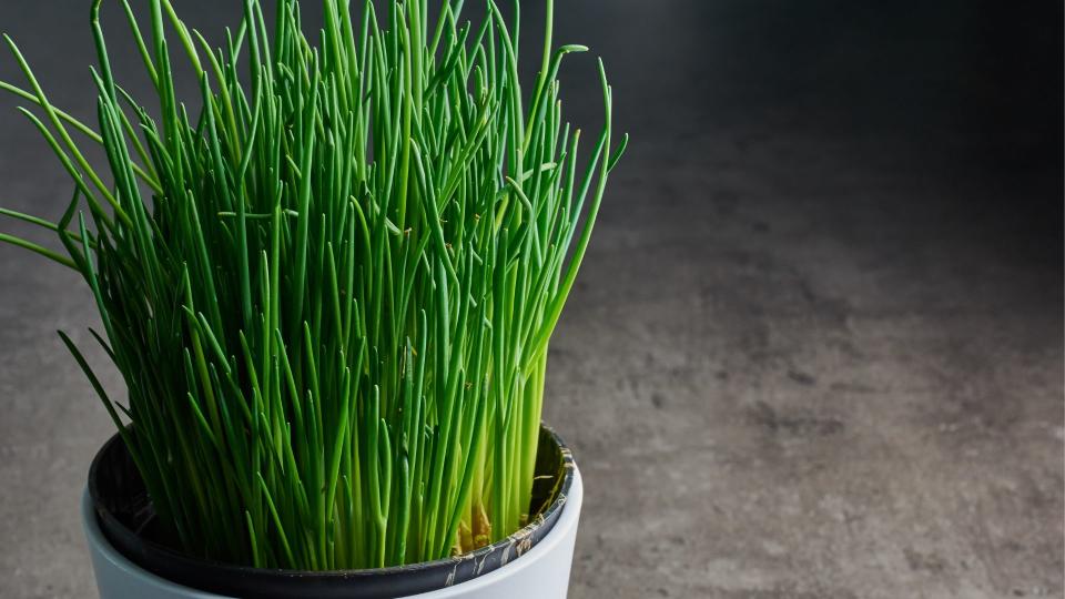 <p> Chives grow extremely well in pots and are best placed in bright sunny locations in the kitchen. The bulbous perennial, related to the garlic and onion family adds a delicate flavour to dishes and a vibrant smattering of colour. But that’s not all, they also improve the immune system and boost bone health thanks to being rich in Vitamins C and K. </p>