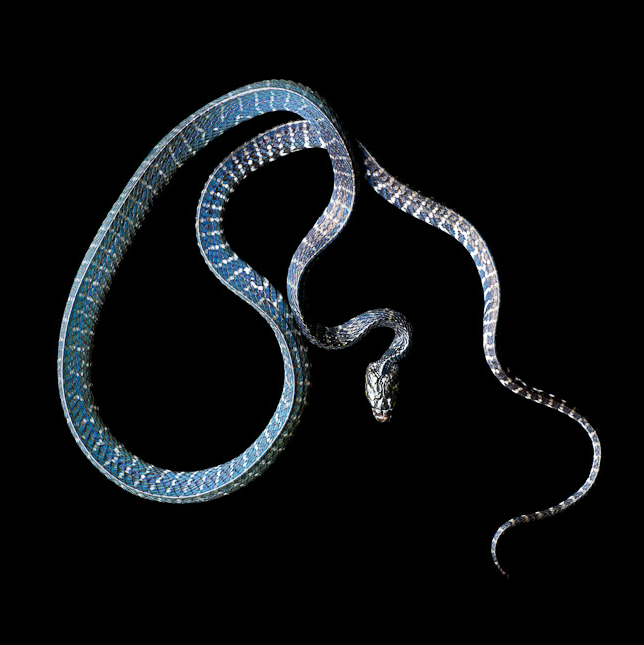 Laita Serpentine