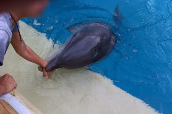 seaworld-dolphin-bites-nine-year-old-girl