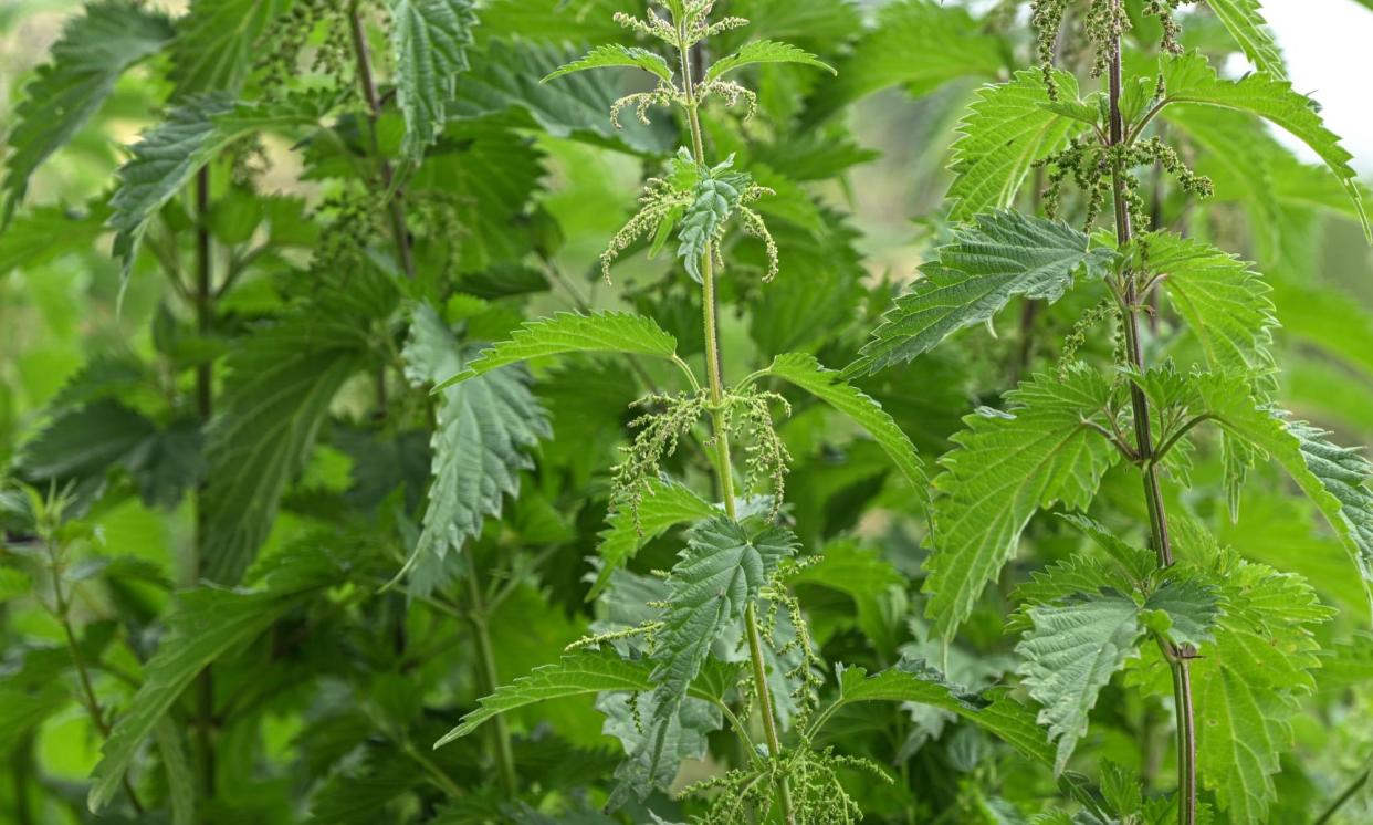 <span>The disruption in the nettles’ growth allowed Patricia Wiltshire to deduce exactly how long the girls’ bodies had been left in the ditch.</span><span>Photograph: Artur Widak/NurPhoto/REX/Shutterstock</span>