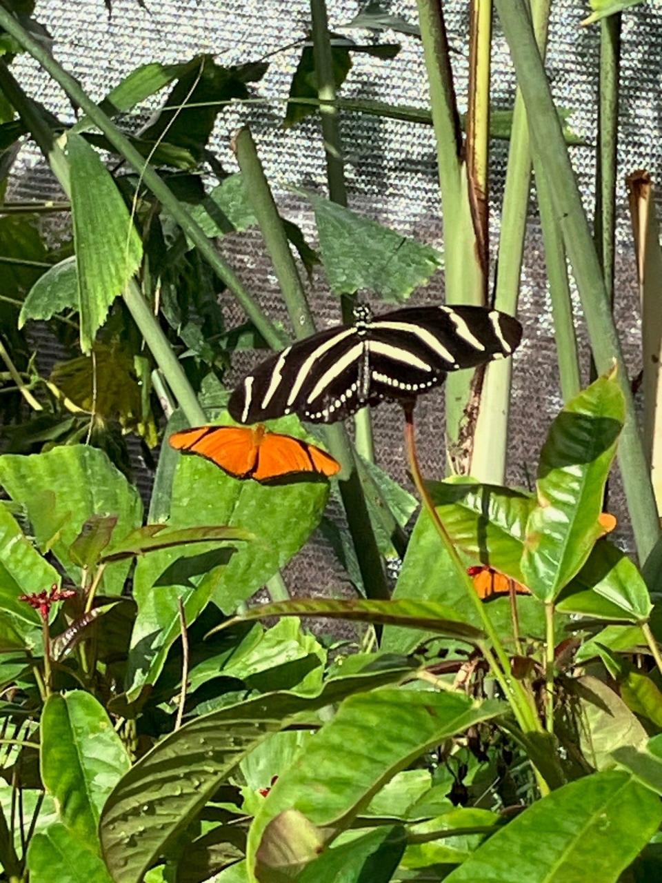 Learn more about butterflies and their lifescycles at Butterfly Landing, a must-stop at the EPCOT International Flower & Garden Festival.