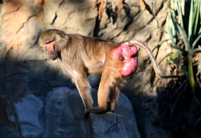 A baboon is seen at Tunisia's Belvedere Zoo, which has reopened with new signs instructing visitors not to throw things at the animals after the stoning to death of a crocodile sparked a public outcry