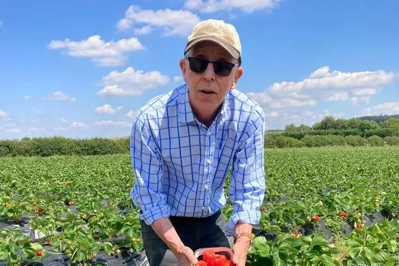 Farmer Mark Hodkinson says growing strawberries for the first time is 'exciting'