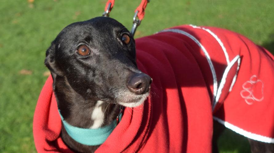 Reading Chronicle: Dogs needing homes at Battersea Windsor Jolene_Battersea Greyhound_Four_years_old_