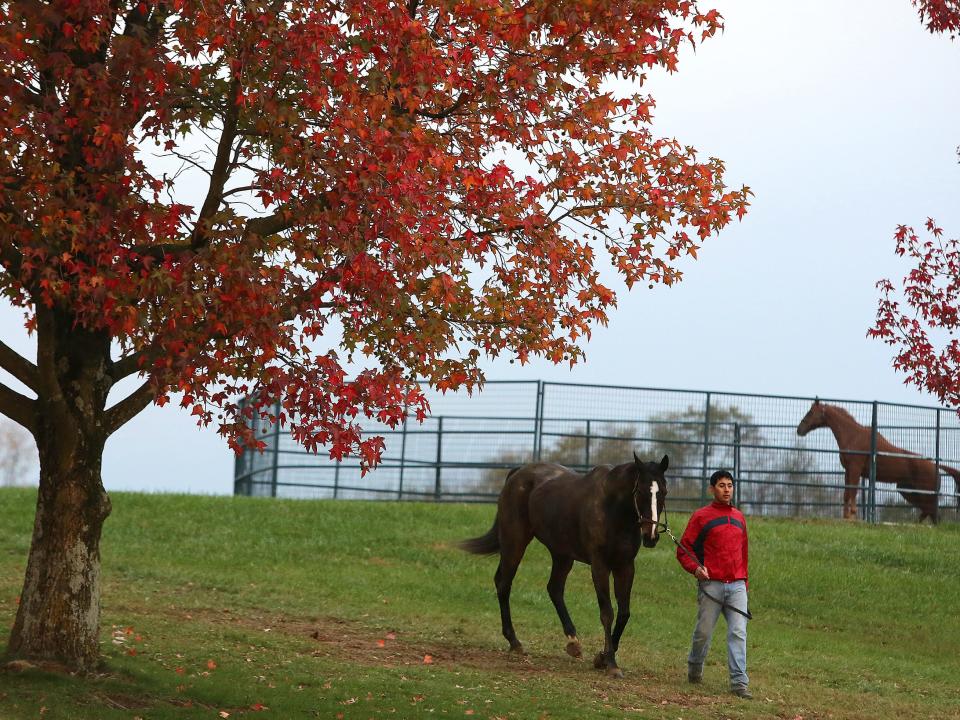 kentucky fall breeders cup