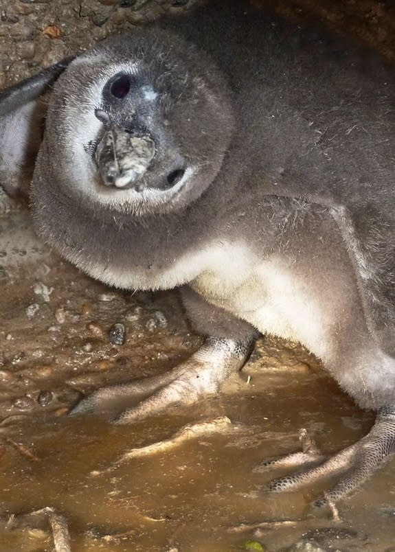 This chick has found refuge in a burrow, where the water is still shallow enough to not wet its downy plumage.