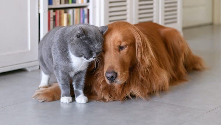 Abandoned Dog and Cat Named After 'Homeward Bound' Characters Now Eligible for Adoption as Bonded Pair