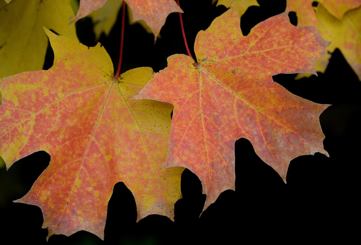 Leaves change color in Abraham Memorial Memorial Garden Thursday, Oct. 19, 2023.
