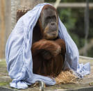 Melbourne zoo’s sumatran orangutan, Maimunah, tries to keep warm during the cold snap of hail and frosty winds spreading across the state in Australia