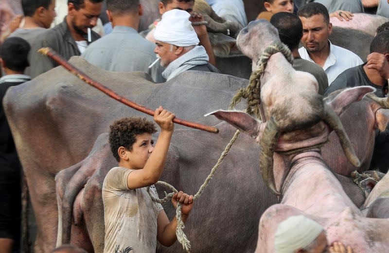 A boy waits for customers at a cattle market in Al Manashi village, ahead of the Muslim festival of sacrifice Eid al-Adha, following the outbreak of the coronavirus disease (COVID-19), in Giza, on the outskirts of Cairo