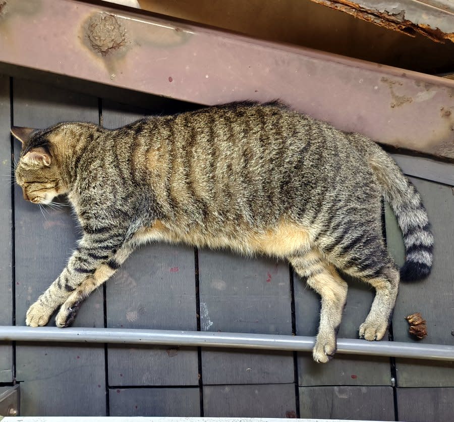 新北瑞芳｜猴硐貓村一日遊玩樂攻略