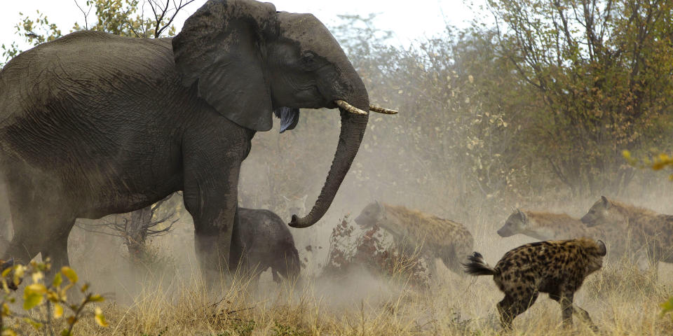 The elephant herd included two adult females, a few teenagers, and a baby that was a few days old. The hyenas were trying to get at the baby - which had already been injured. (Jayesh Mehta/ Caters News)