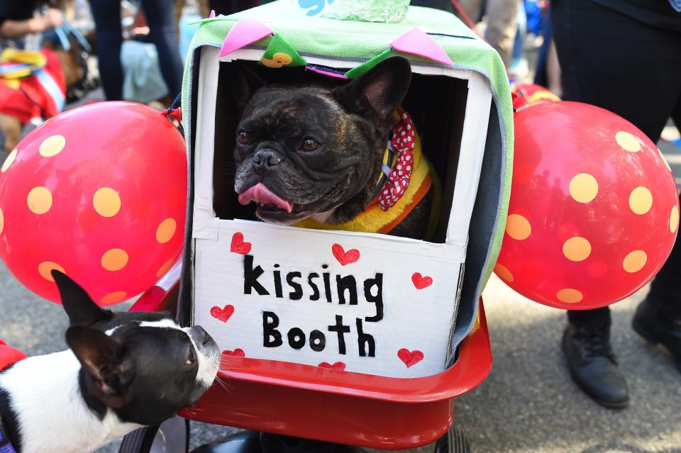 Costumed pooches prance In annual Halloween Dog Parade in New York City