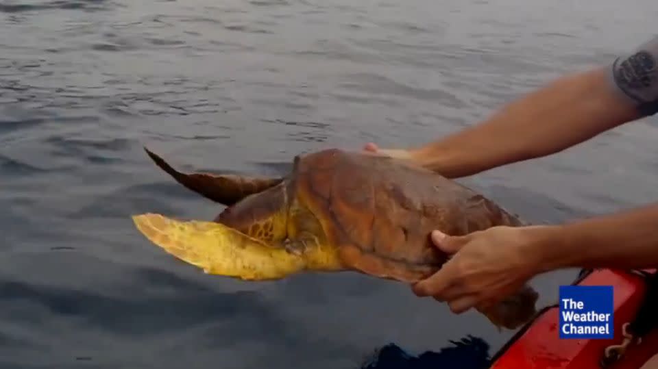 The turtle flaps its fins in anticipation as it released into the water. Photo: The Weather Channel