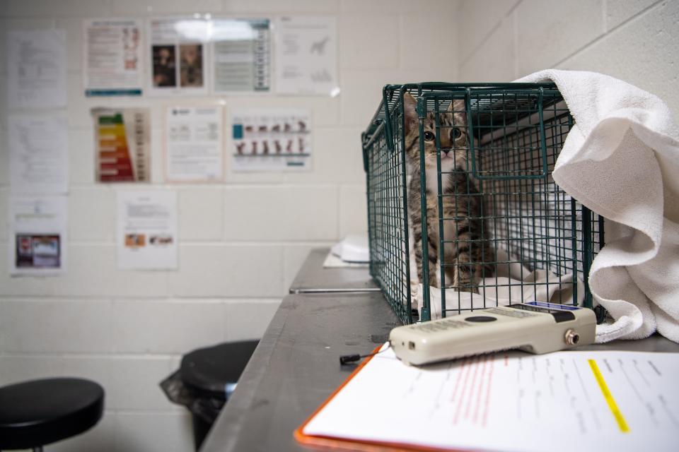 A kitten waits to be examined in a triage room at Young-Williams Animal Center on Division Street.