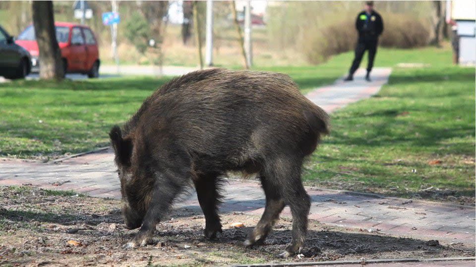 Wild boars wreaking havoc, on the prowl for mates in Florida