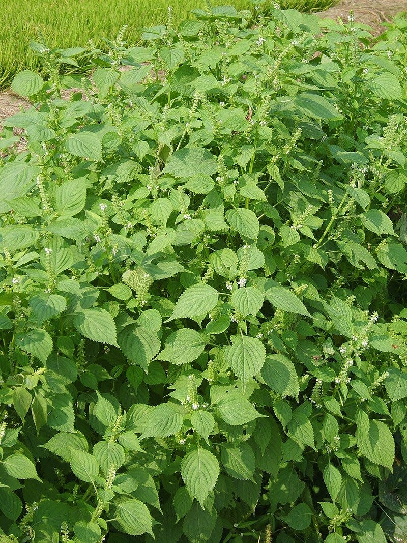 Perilla mint is an invasive species in Athens-Clarke County. If left uncontrolled invasive plants can form a monoculture in which no native plants can survive.