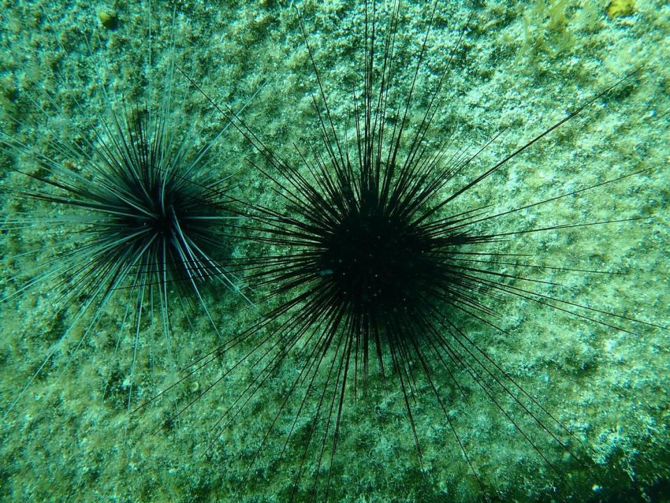 Two Diadema antillarum rest on a Caribbean reef. The Caribbean population of this sea urchin has seen two massive dieoffs in the last few decades, which could have lasting impacts on coral reefs.