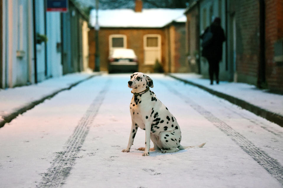 <p>Otta the Dalmation dog sits in the fallen snow in Dublin.The Met Office is warning between 5cm and 10cm of snow could fall in places, with up to 15cm in areas where showers are most frequent. (Reuters/Clodagh Kilcoyne) </p>