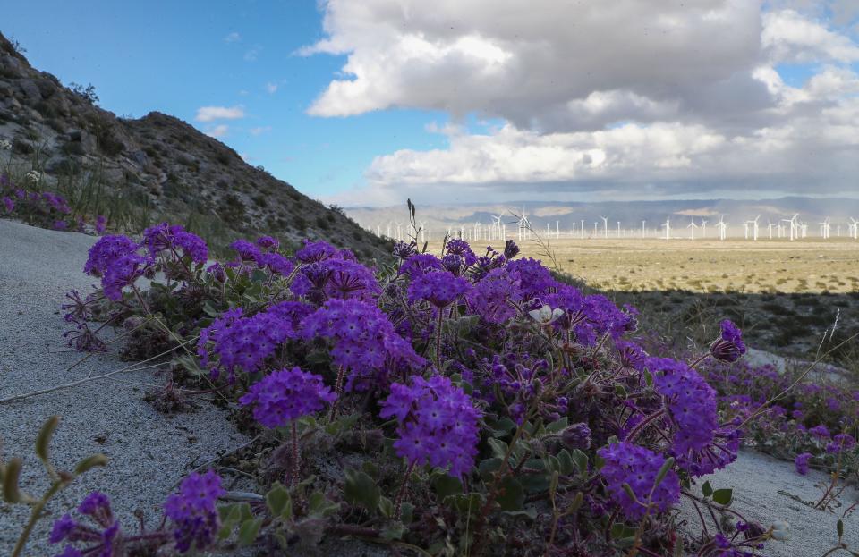 Sand verbena bloom near Hwy 111 on March 29, 2023.