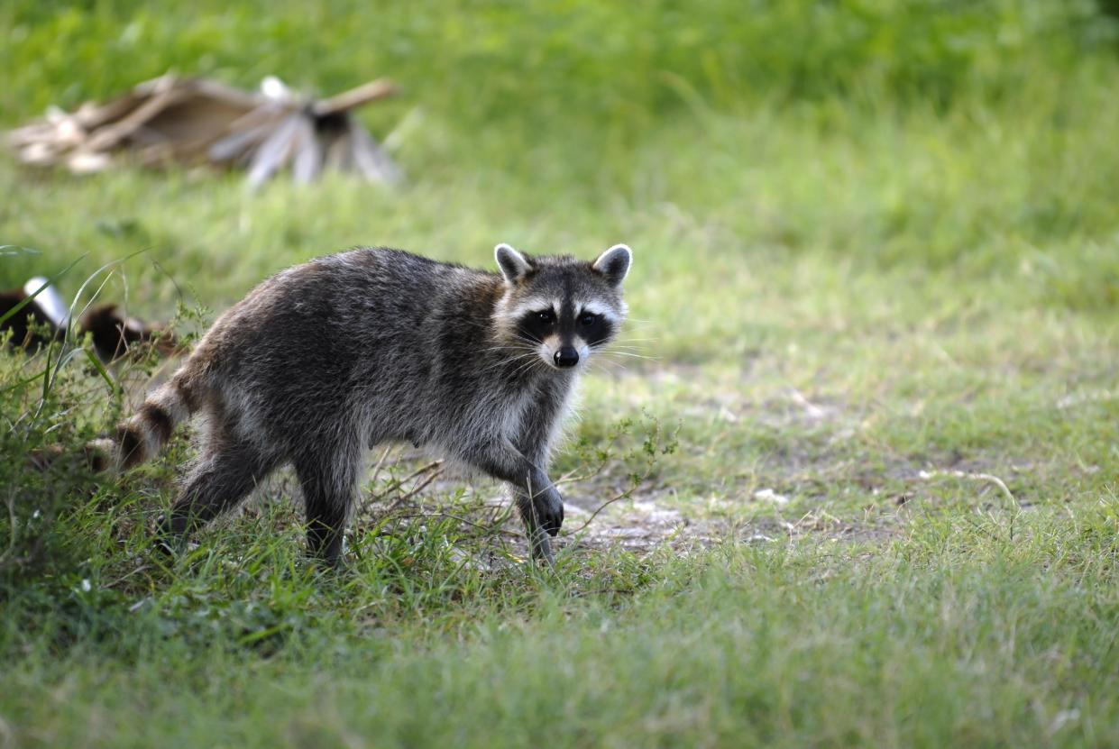 A raccoon tested positive for rabies in Gaston County on Dec. 2, 2022. This marked the 13th rabies case this year in the county.