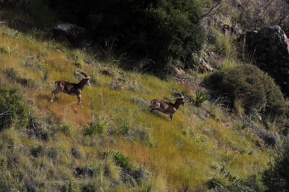 Two endangered Mouflon sheep run in the forest near the abandoned village of Varisia, inside the U.N controlled buffer zone that divide the Greek, south, and the Turkish, north, Cypriot areas since the 1974 Turkish invasion, Cyprus, on Friday, March 26, 2021. Cyprus' endangered Mouflon sheep is one of many rare plant and animal species that have flourished a inside U.N. buffer zone that cuts across the ethnically cleaved Mediterranean island nation. Devoid of humans since a 1974 war that spawned the country’s division, this no-man's land has become an unofficial wildlife reserve. (AP Photo/Petros Karadjias)