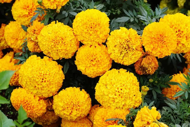 Marigold plants are well known for repelling several kinds of unwanted bugs, including spiders