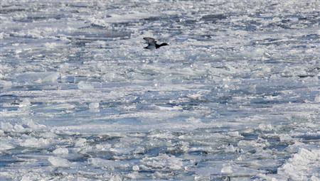 A duck flies over the frozen waters of the port of Milwaukee as another round of arctic air blasts the midwest keeping the wind chill in the negative numbers, in Milwaukee, Wisconsin February, 6, 2014. REUTERS/Darren Hauck