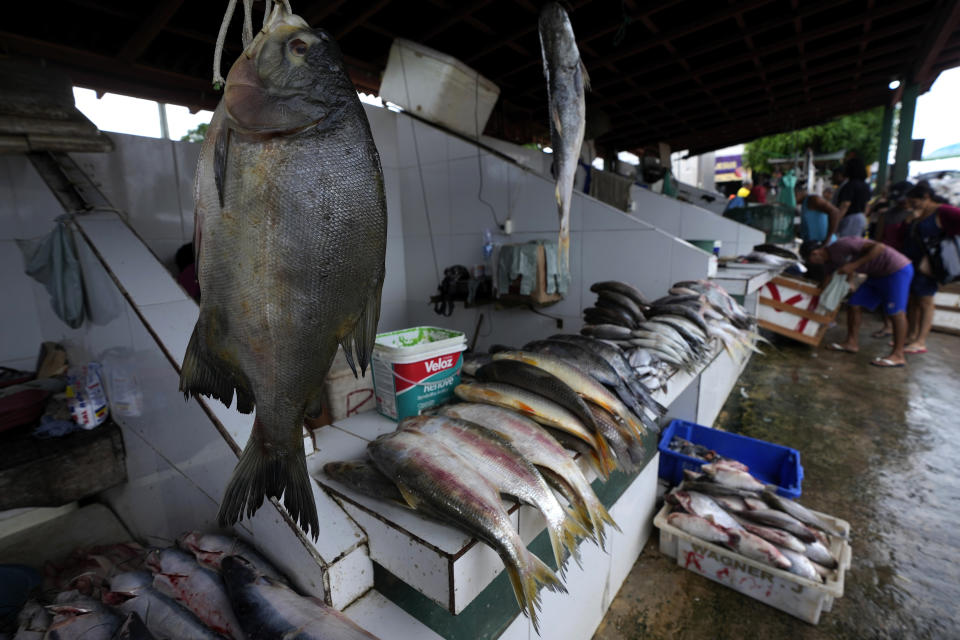 Typical fish from the Amazon rivers are displayed for sale at the Central Market on the banks of the Tocantis River, in the city of Mocajuba, Para state, Brazil, Saturday, June 3, 2023. (AP Photo/Eraldo Peres)