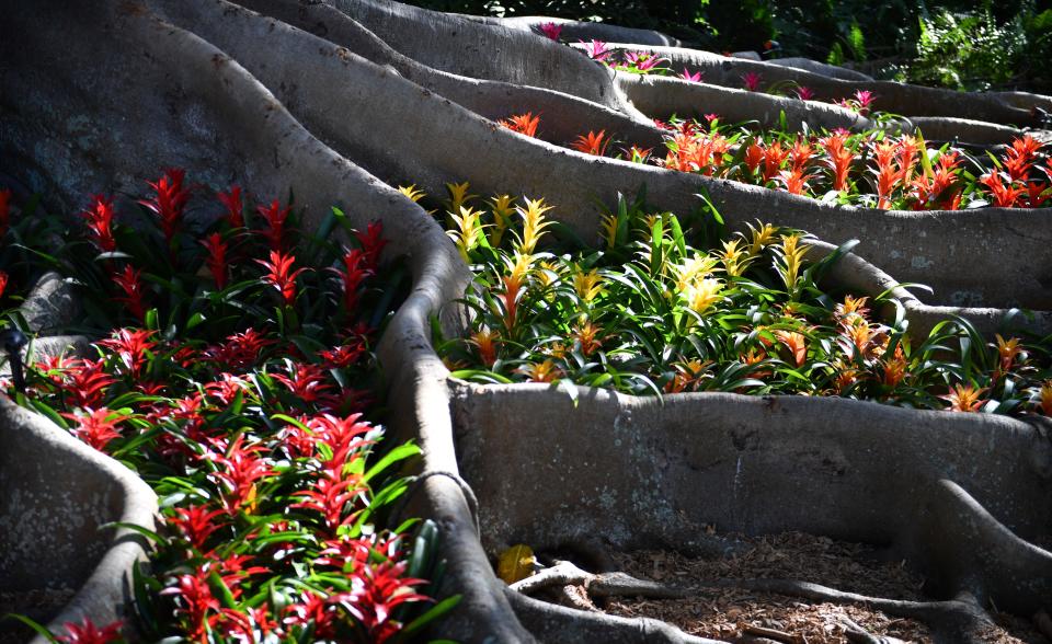 “Rooted in Nature” uses the roots of Selby Gardens’ Moreton Bay fig to create the look of a leaded-glass window with color added by more than 1,000 Guzmanias. It is part of the Jean & Alfred Goldstein Exhibition Series “Tiffany: The Pursuit of Beauty in Nature.”