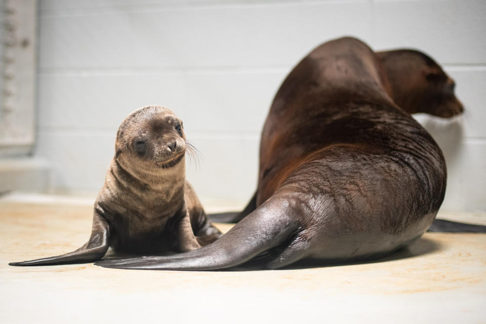 California sea lion mom Lovell and her pup. (Photo: Grahm S. Jones, Columbus Zoo and Aquarium)