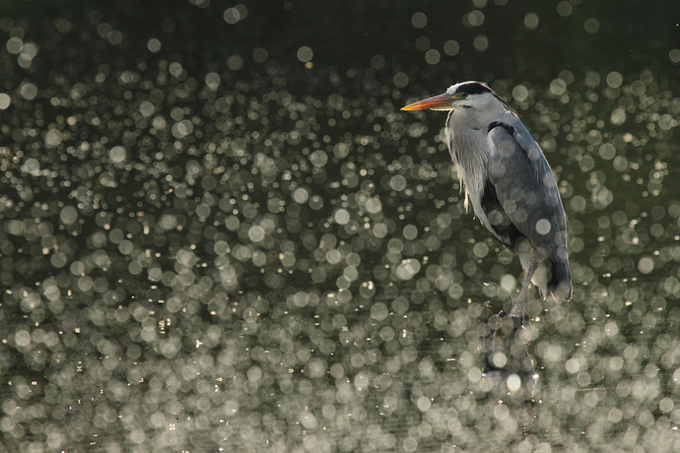 Wildlife photography by Dani Connor