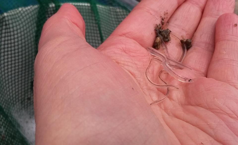 American glass eels, the juvenile form of the American eel. These eels, (Anguilla rostrata), are listed as endangered by the International Union for Conservation of Nature.