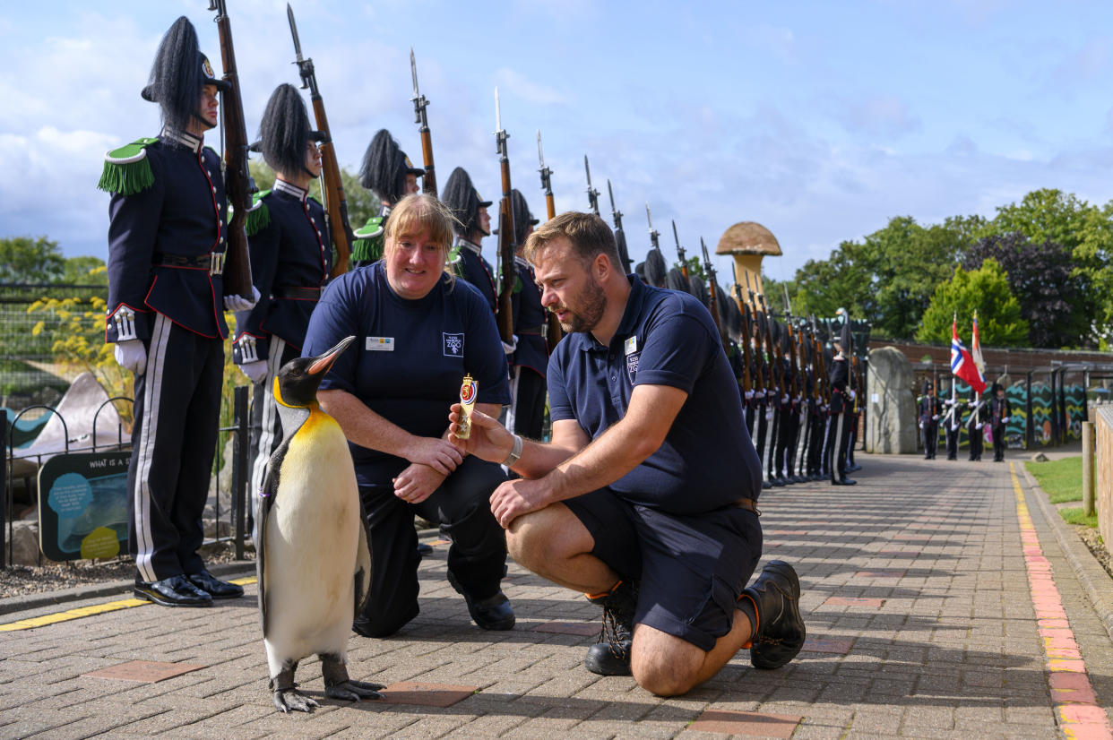 Pingüino se convierte en mayor general en Noruega (John Linton/PA via AP)