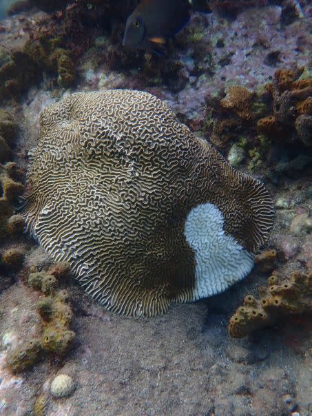 Un corail touché par la maladie Stony Corals Tissue Loss Disease 