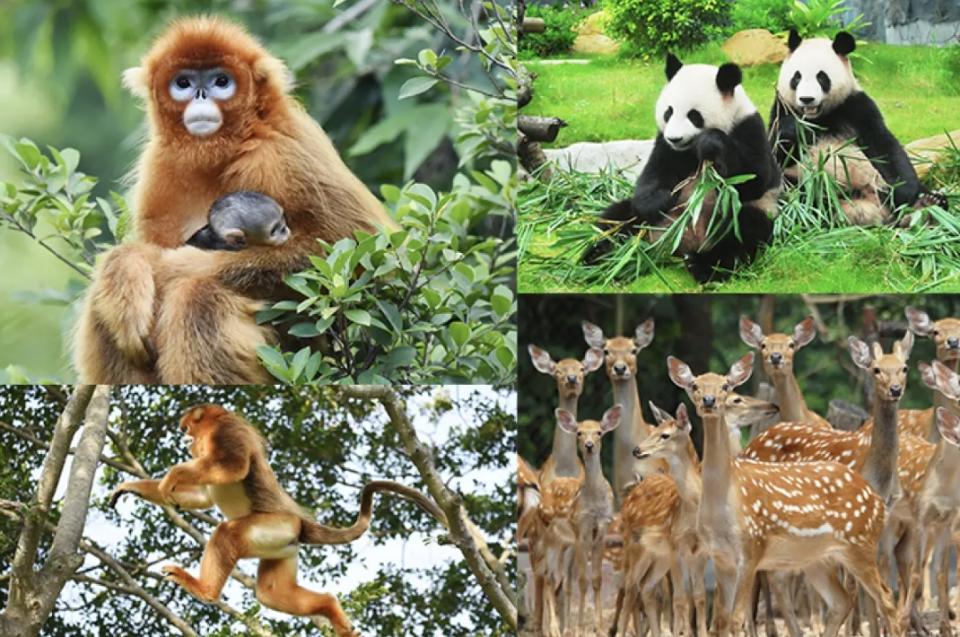 深圳旅遊｜深圳野生動物園門票46折快閃優惠！人均$99起！觀賞300多種珍禽異獸、近距離餵食猛獸、看馬戲表演等｜Yahoo購物節