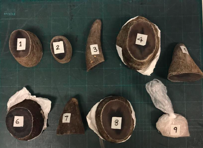 Smuggled rhino horns and horn shavings that were seized. PHOTO: AVA