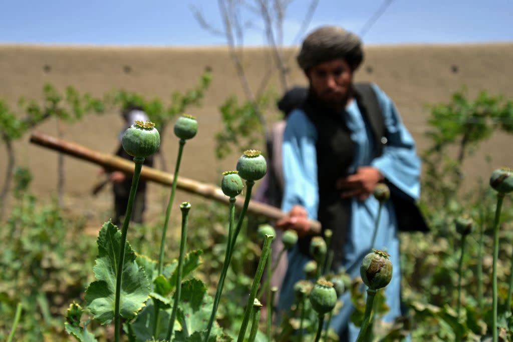 TOPSHOT-AFGHANISTAN-TALIBAN-OPIUM-AGRICULTURE