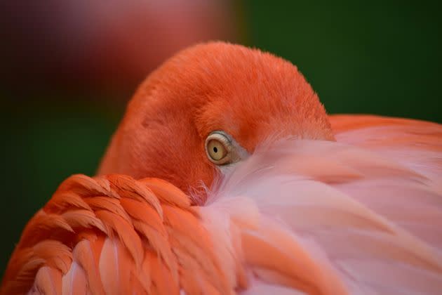 Close-up of a flamingo