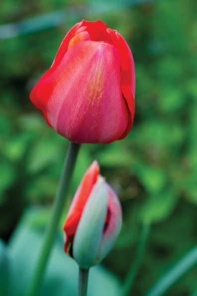 7) Tulip