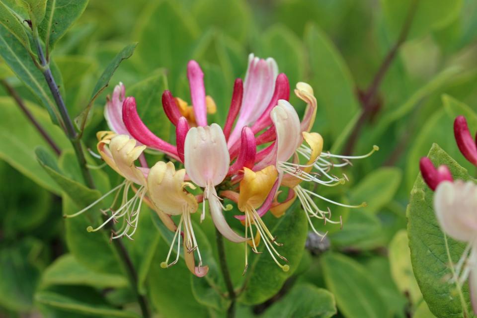 white, pink and yellow honeysuckle, lonicera unknown species, flowers with a blurred background of leaves