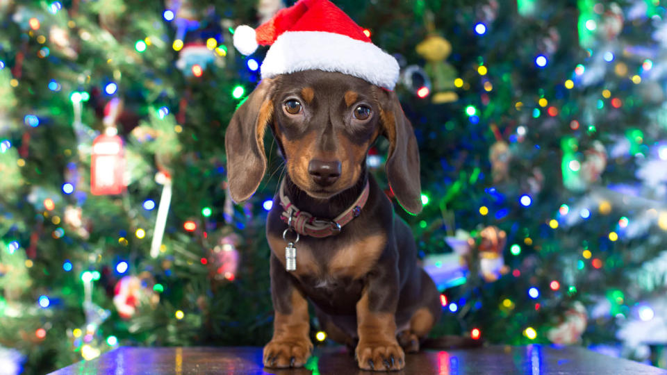 Pet owners have been urged to plan for the care and safety of their animals over the Christmas and New Year festive season. Source: File/Getty