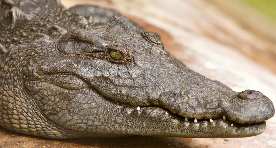 Siamese crocodiles are now critically endangered. Source: Getty (File)
